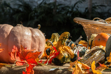 Colored Pumpkin patch in Florida, Miami before Halloween and Thanksgiving holidays 