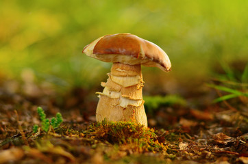 Porcini mushroom growing in the forest close-up, nature background. Mycology concept