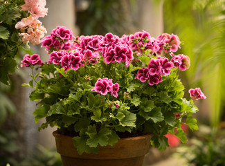 Obraz premium pelargonium