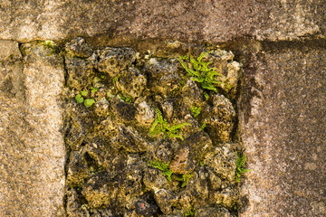ferns growing from a stone wall