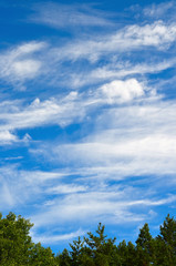 White clouds over the forest. Sky background, vertical view