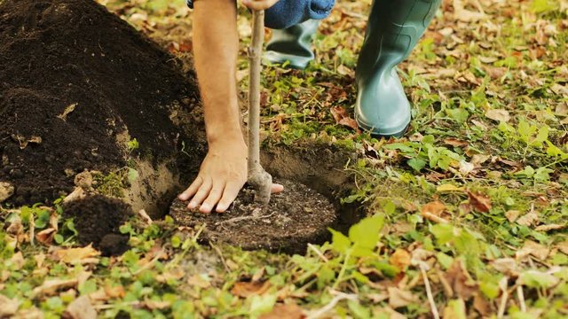 Close up. Hands planting a tree. Man puts the tree into a hole and then - puts some soil on the roots. Blurred background
