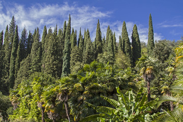 Südliche Pflanzenwelt