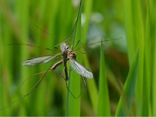 Crane Flies Mating