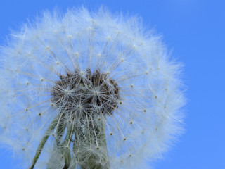 Dandelion