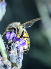 Bee on lavender