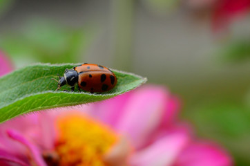 Ladybug on Flower