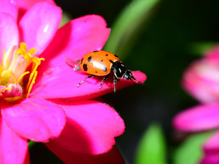 Ladybug on Flower