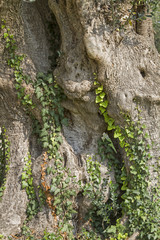 Alter mächtiger Baunstamm eines Olivenbaumes