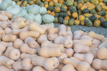 Ripe pumpkins at farmer market in Georgia. pumpkin harvest in autumn season