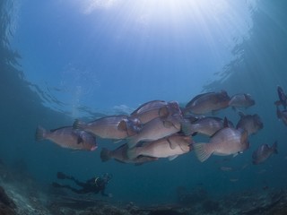 Fototapeta na wymiar bumphead parrotfish, sipadan island malaysia