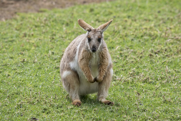 yellow footed rock wallaby