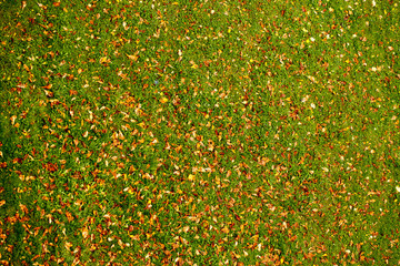 yellow leaves on grass autumn background