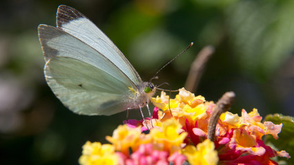 Mariposa libando nectar