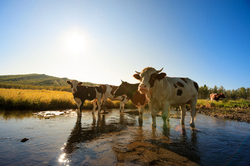 curious cows looking at camera in forest