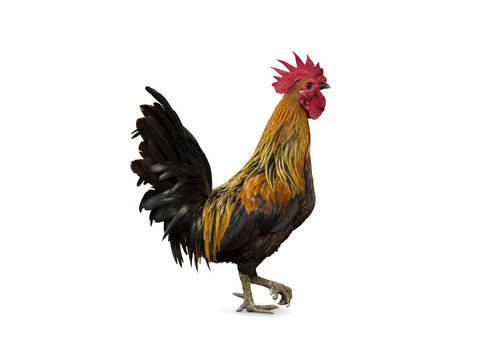 Backyard Chicken cock rooster isolated on white background.