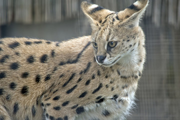 serval