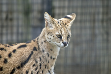 serval