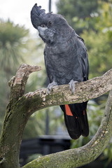 red tailed black cockatoo
