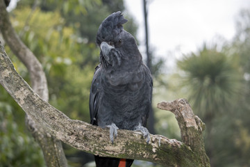 red tailed black cockatoo
