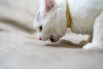 portrait of a beautiful white domestic cat 
