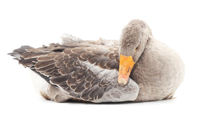 Grey goose. © voren1