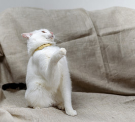 portrait of a beautiful white domestic cat 