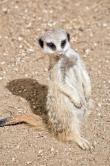 young meerkat
