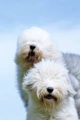 old english sheepdogs