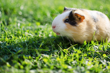 guinea pig walks in the fresh air and eating