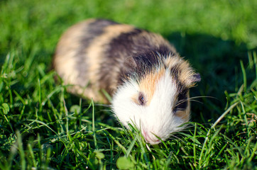 Fototapeta premium guinea pig walks in the fresh air and eating
