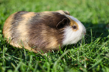 guinea pig walks in the fresh air and eating