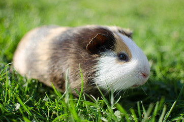 guinea pig walks in the fresh air and eating