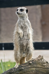 Fototapeta premium meerkat