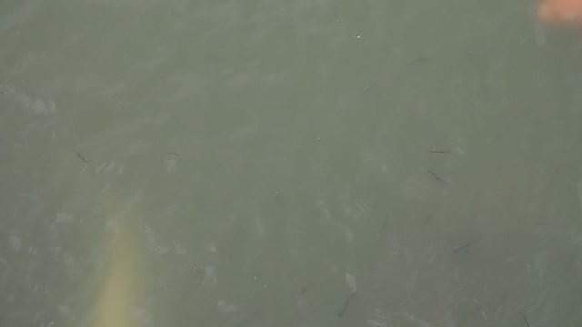 優雅に泳ぐ池の鯉