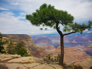 Nadelbaum am Abgrund des Grand Canyon