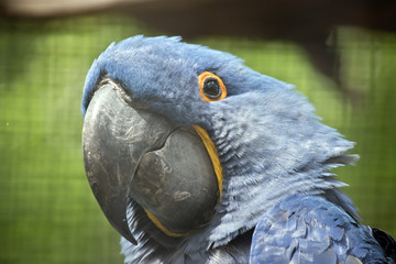 hyacinth macaw