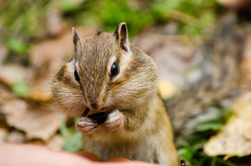 A beautiful chipmunk gnawing a seed in the park in the summer