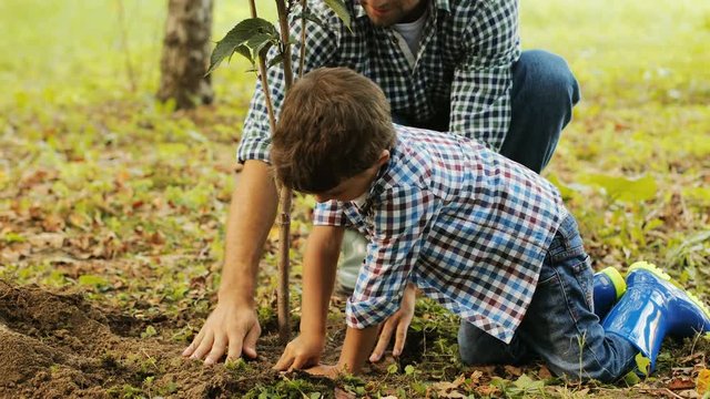 Closeup. Portrait of a little boy and his dad planting a tree. The boy kneels by the tree. They press the soil with their hands. Blurred background