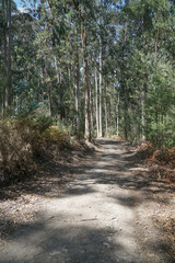 Pilgrim trail, Camino de Santiago, Portugal