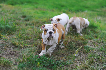 Naklejka na ściany i meble Three english bulldog puppies playing on the lawn