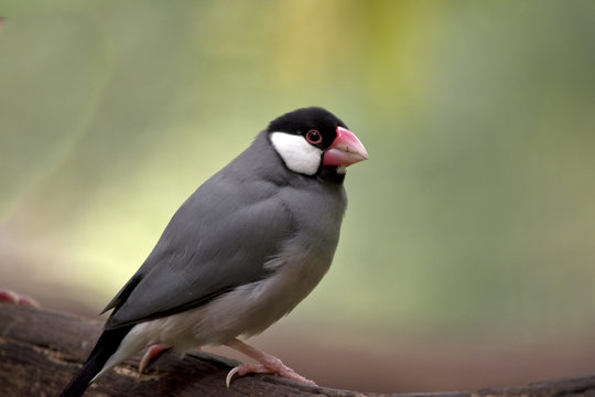 java sparrow