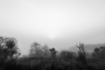Fototapeta premium Some trees and plants in the midst of low fog, with a sunrise just above