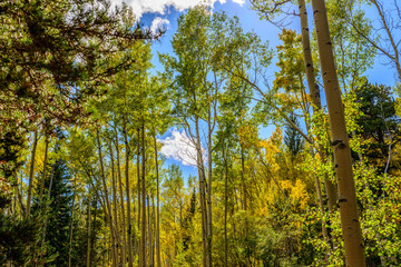 Obraz premium start of autumn 