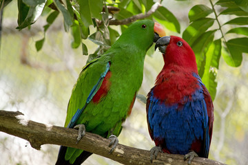 Naklejka premium eclectus parrot