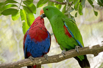 eclectus parrot