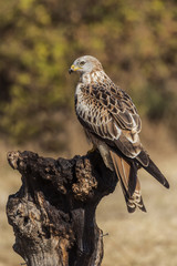 Red Kite