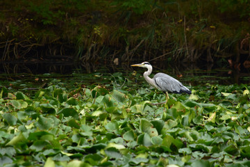 Naklejka premium 蓮の上を歩くアオサギ