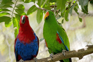 eclectus parrot