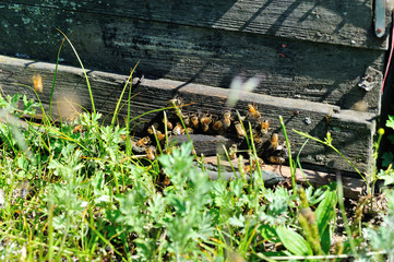 closeup of many busy bees in the bee beekeeping